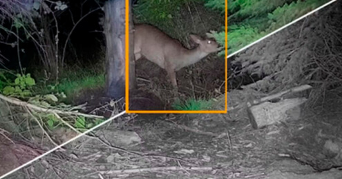 Zeiss wildcameras